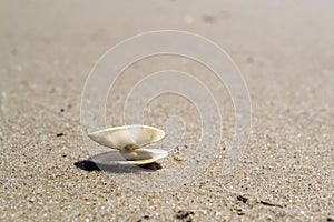 Opened seashell on the sand