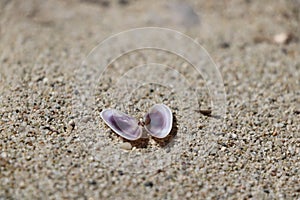 Opened seashell on the sand