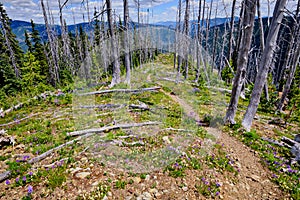 Opened up by wildfire, Skyline Trail has profuse wildflowers, BC photo
