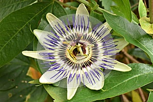 An opened Vibrant Passion Flower perfect in all its Glory