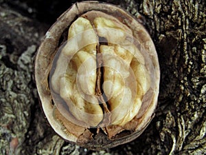 Opened walnut closeup