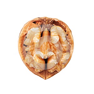 Opened walnut half in shell isolated photo