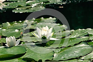 Opened water lilies