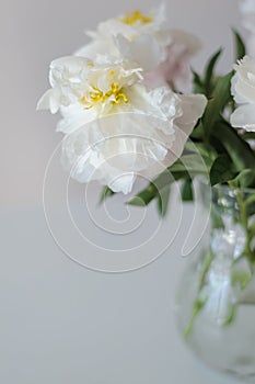 Opened white peony