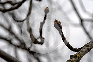 Opening of the apical bud of the spring chestnut