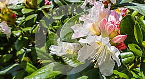 Opening of beautiful flower of Rhododendron Cunningham`s White in spring garden