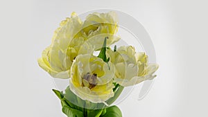 Opening of beautiful large white yellow Tulips flower on white background. Springtime. Mother's day, holiday, Valentine