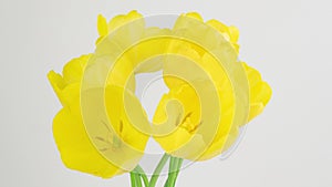 Opening of beautiful large yellow Tulips flower on white background. Springtime. Mother's day, holiday, Valentine's Day