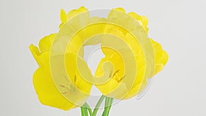 Opening of beautiful large yellow Tulips flower on white background. Springtime. Mother's day, holiday, Valentine's Day