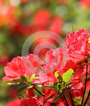 Opening of beautiful red azalea flower in spring garden. Floral background