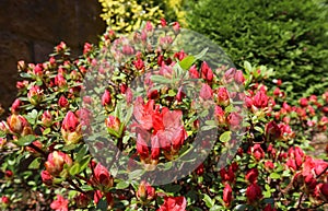 Opening of beautiful red azalea flower in spring garden. Gardening concept. Floral background