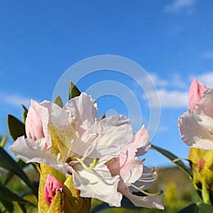 Opening of beautiful white flower of Rhododendron Cunningham`s White against blue sky