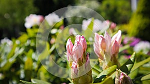 Opening of beautiful white flower of Rhododendron Cunningham`s White in spring garden. Gardening concept photo