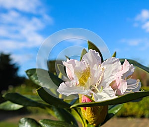 Opening of beautiful white flower of Rhododendron `Cunningham`s White` against blue sky