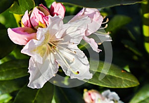 Opening of beautiful white flower of Rhododendron `Cunningham`s White` in the spring garden