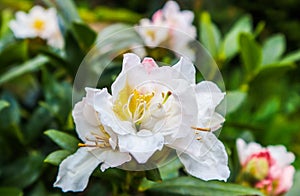 Opening of beautiful white flower of Rhododendron `Cunningham`s White` in the spring garden