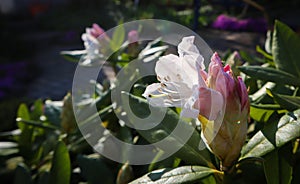 Opening of beautiful white flower of Rhododendron `Cunningham`s White` in the spring garden