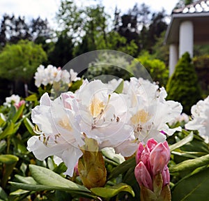 Opening of beautiful white flower of Rhododendron Cunningham`s White in spring garden. Gardening concept