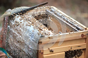 Opening bee hive