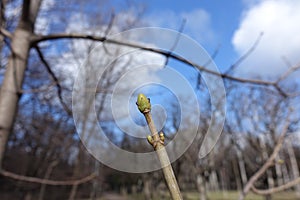 Opening bud on branch of tree in early spring