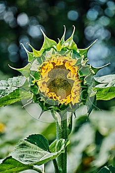 Opening bud of bright sunflower in the center of the frame with blurred bokeh. Blooming sunflower seeds with