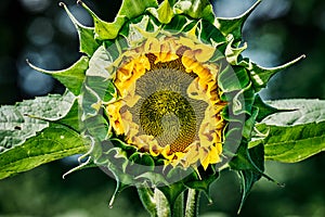 Opening bud of bright sunflower in the center of the frame with blurred bokeh. Sunflower seeds with