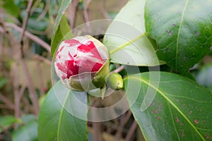 Opening bud of red Camellia japonica with white stripes
