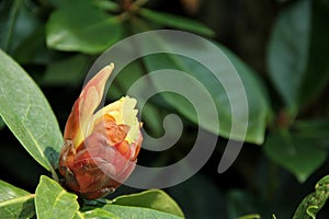 Vireya Rhododendron