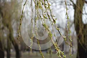 Opening buds on branchlets of weeping willow photo