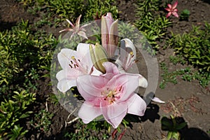 Opening buds and light pink flowers of lilies