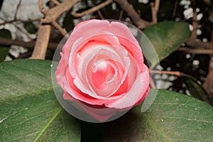 Opening Camellia Bloom