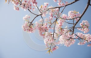 Opening of cherry blossoms