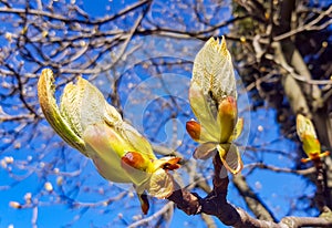 Opening chestnut buds in early spring