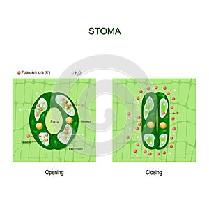 Opening and closing of stoma. anatomy of stomatal complex