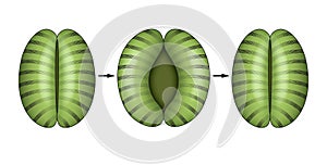 The opening and closing of stomata.