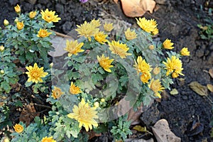 Opening flowers and buds of amber yellow Chrysanthemums