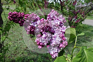 Opening flowers of double cultivar of lilac photo