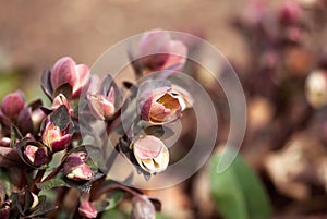 Opening Lenten Rose Flower in Spring