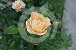 Opening light orange flower of rose