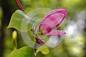 Opening Magnolia Bud