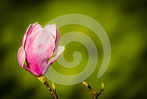 Opening magnolia bud