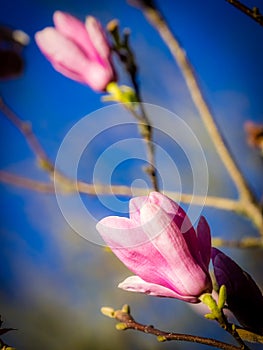 Opening magnolia buds