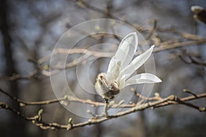 Opening magnolia stellata flowers in Isabella Plantation in Richmond Park, London