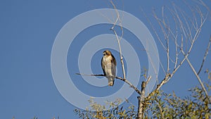 Opening My Own Branch- birds hawk-
