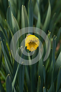 Opening Narcissus Flower