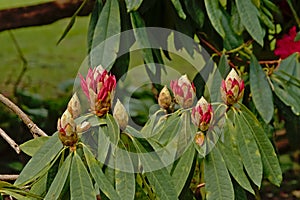 Opening pink rhododendron buds, about to blossom