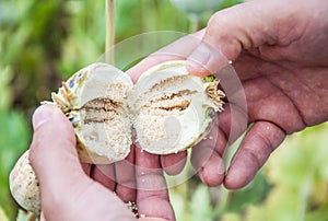 Opening plant of hashish