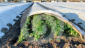Opening a plantation of potato bushes under a spunbond cover. Growing crops in early spring by covering agrofibre spanbond and pla