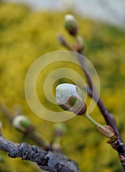 Opening plum tree bud