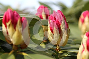 Opening red rhododendron buds